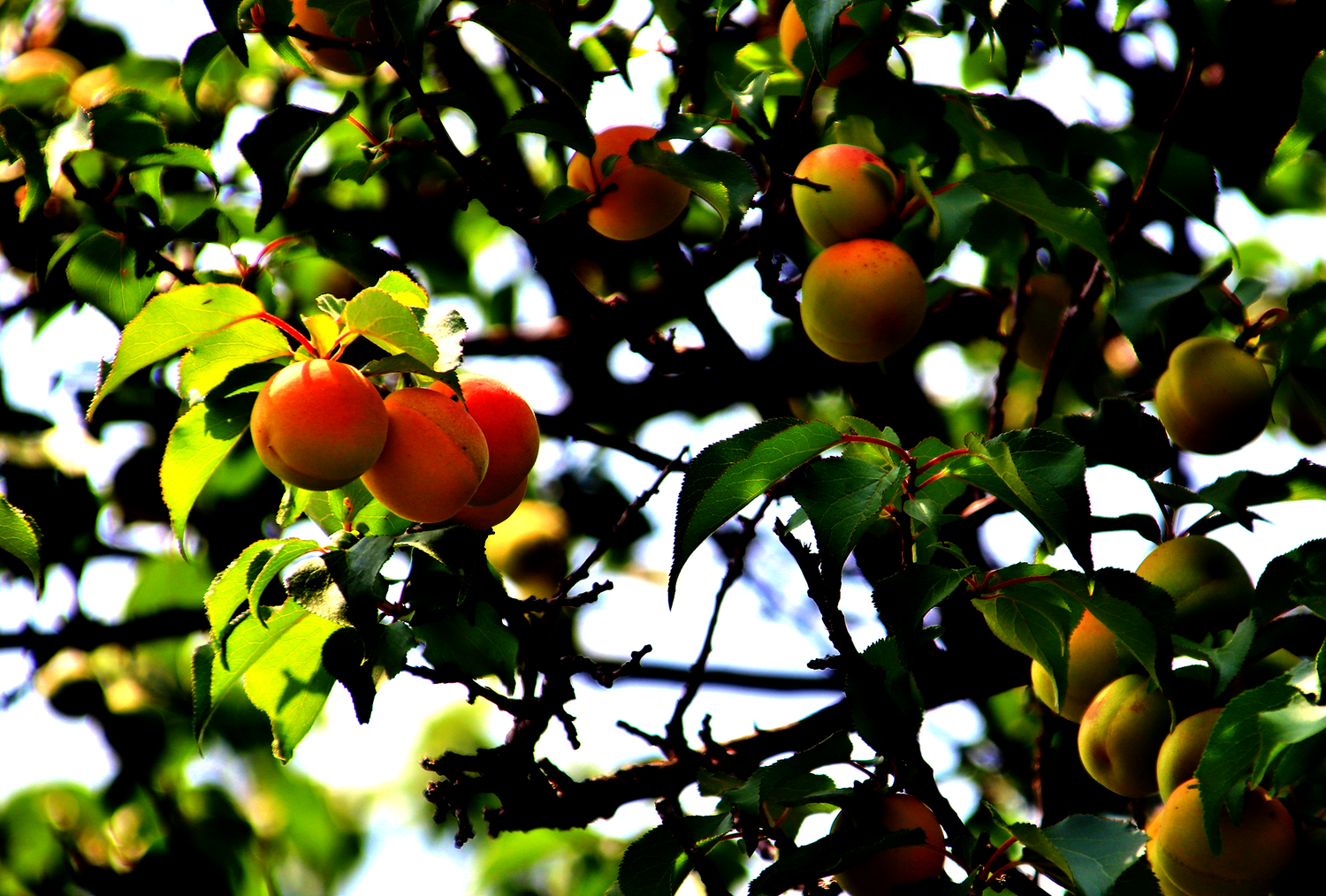 FRUIT SAKE / LIQUEUR